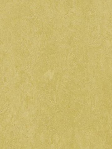 Muster: m-wmf3259-2,5 Forbo Marmoleum Fresco Linoleum Naturboden mustard